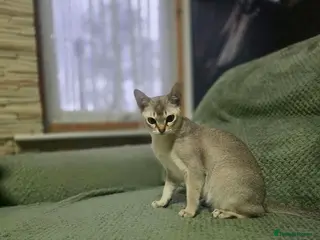 Singapura cats Stunning Singapura kittens - Advert 2