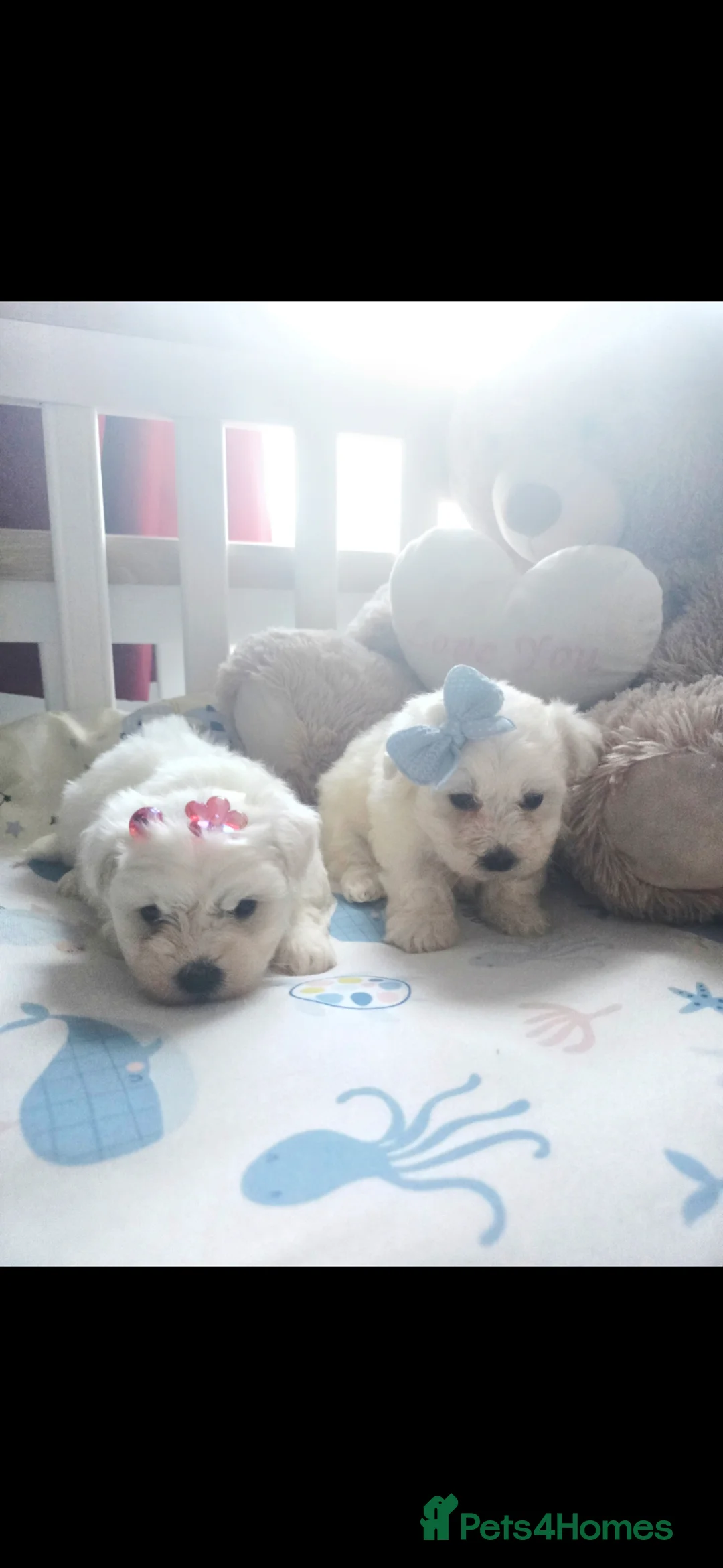 Maltese dogs for sale: Adorable Tinny Maltese puppies  - Advert 2