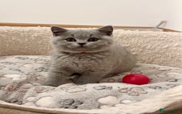 British Shorthair cats for sale: IGRCH & GRCH Sired GCCF reg British Shorthair  - Advert 3