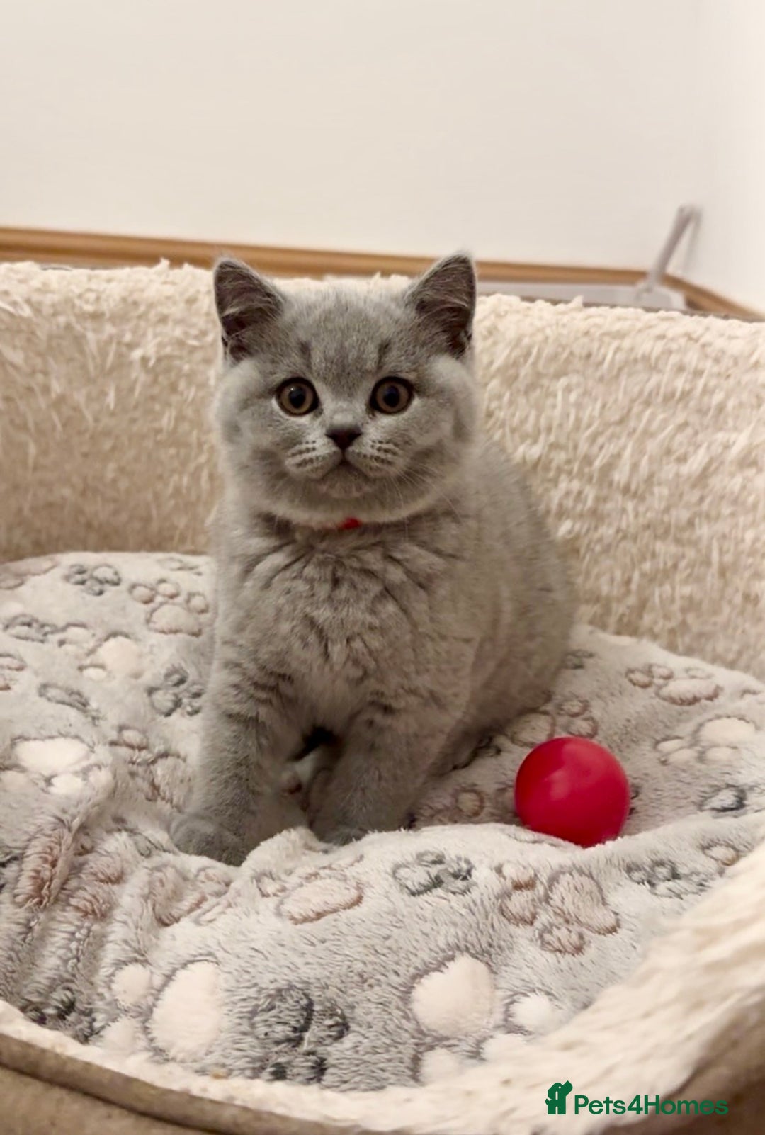 British Shorthair cats for sale: IGRCH & GRCH Sired GCCF reg British Shorthair  - Advert 3