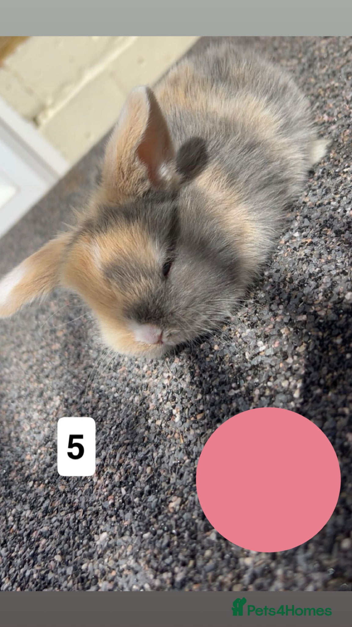 Mini Lop rabbits 4 mini lop bunnies  - Advert 15