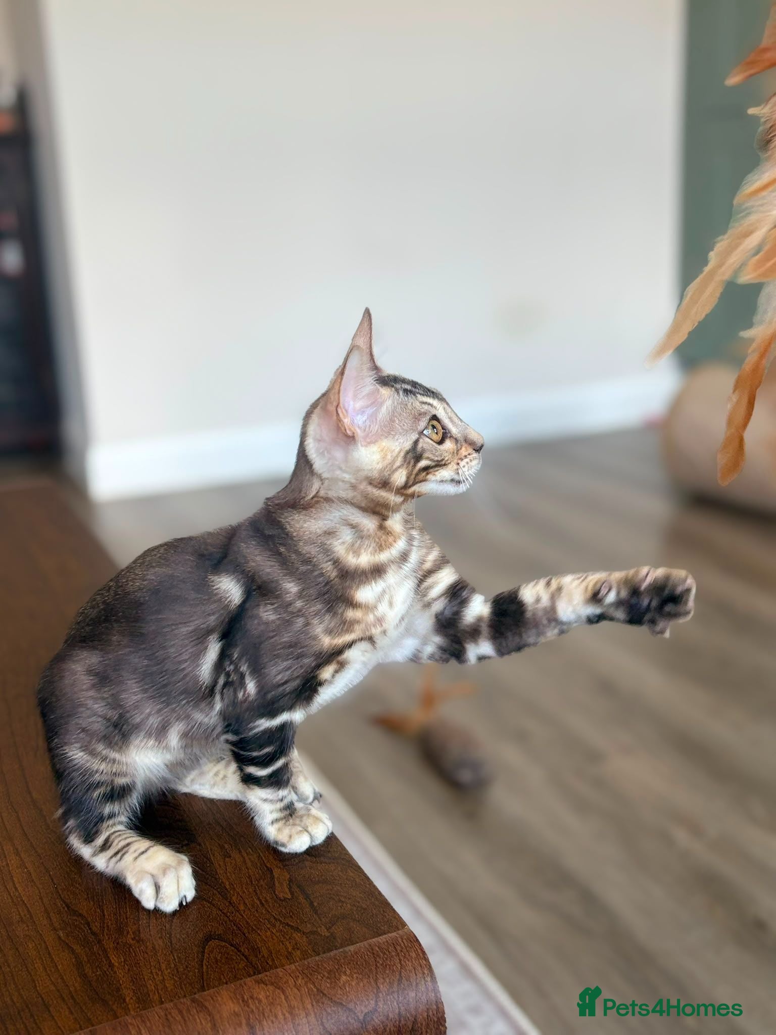 Bengal cats Outstanding Bengal Kittens TICA - Advert 2