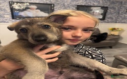 German Shepherd dogs for sale: Beautiful GSD boy - Image 2
