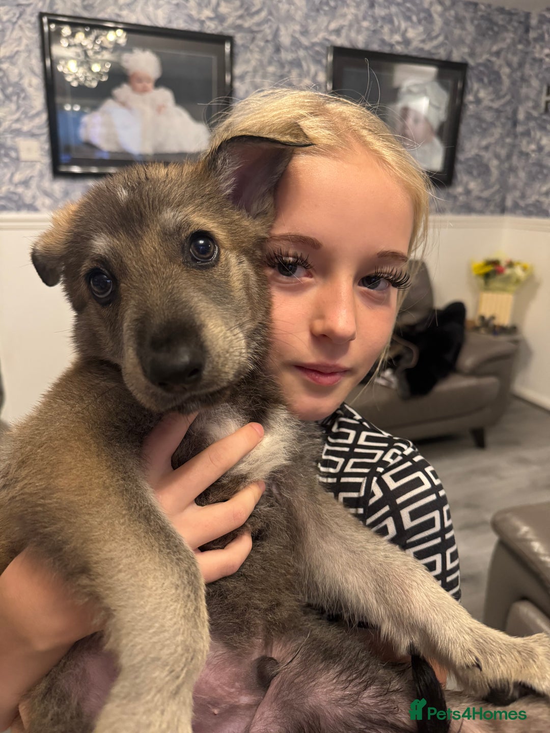 German Shepherd dogs for sale: Beautiful GSD boy - Image 2