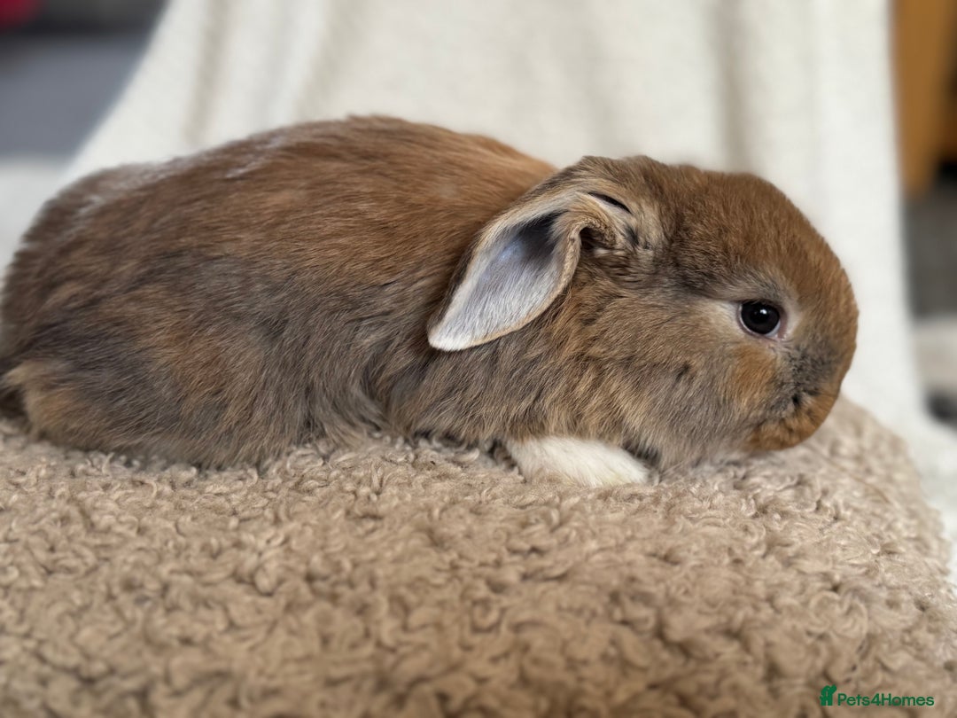 French Lop rabbits for sale: ❤️ Hand Raised French Lop Babies - Advert 12