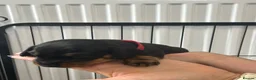 Miniature Dachshund dogs for sale: Miniature dachshunds  in Llangefni - Advert 10