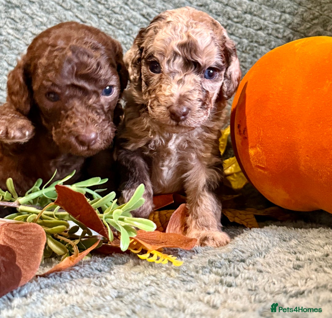 Miniature Poodle dogs for sale: Beautiful Miniature Poodle pups  - Image 7