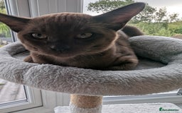 Burmese cats for sale: 1 beautiful brown boy - Image 1