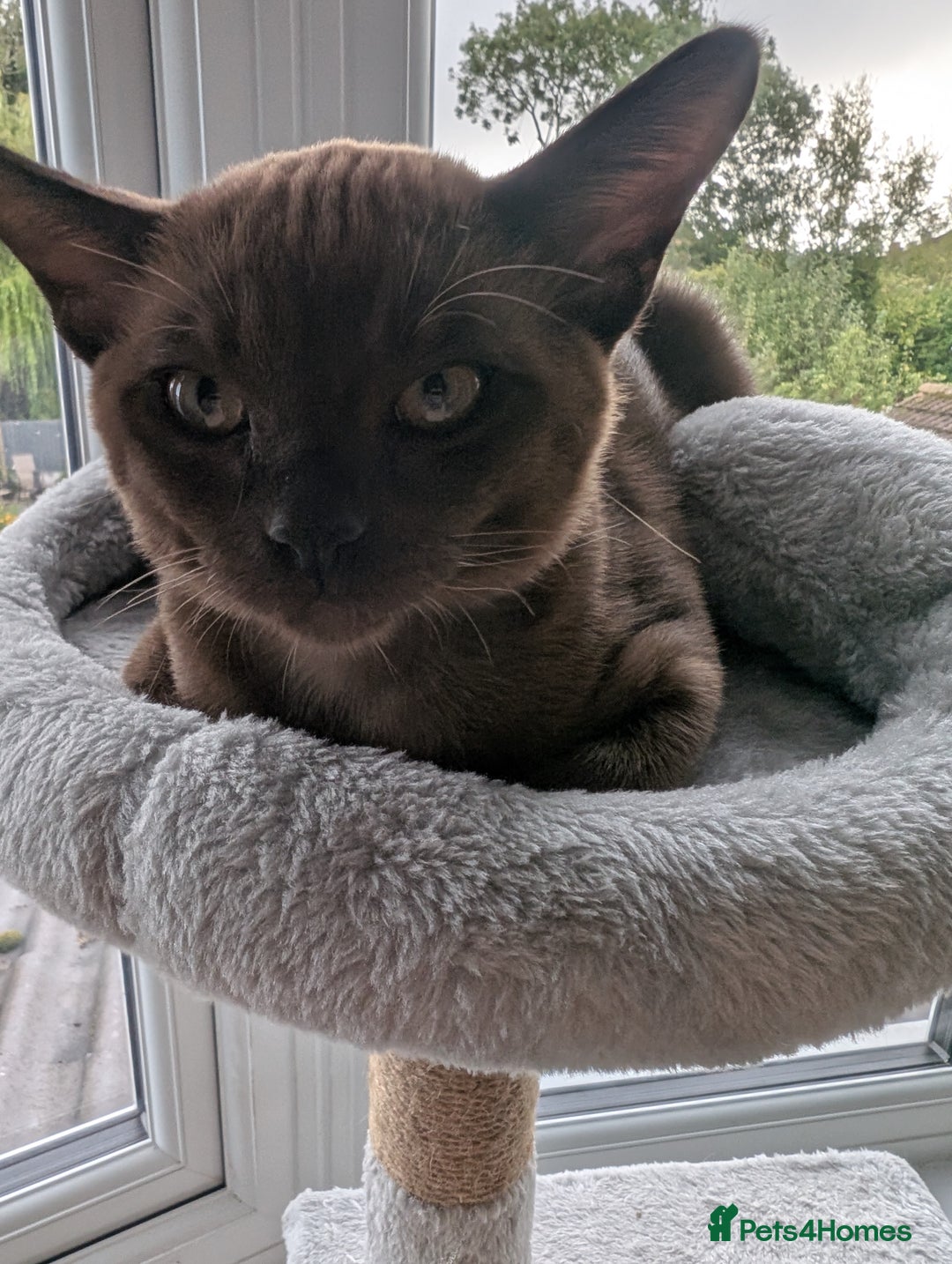 Burmese cats for sale: 1 beautiful brown boy - Image 1