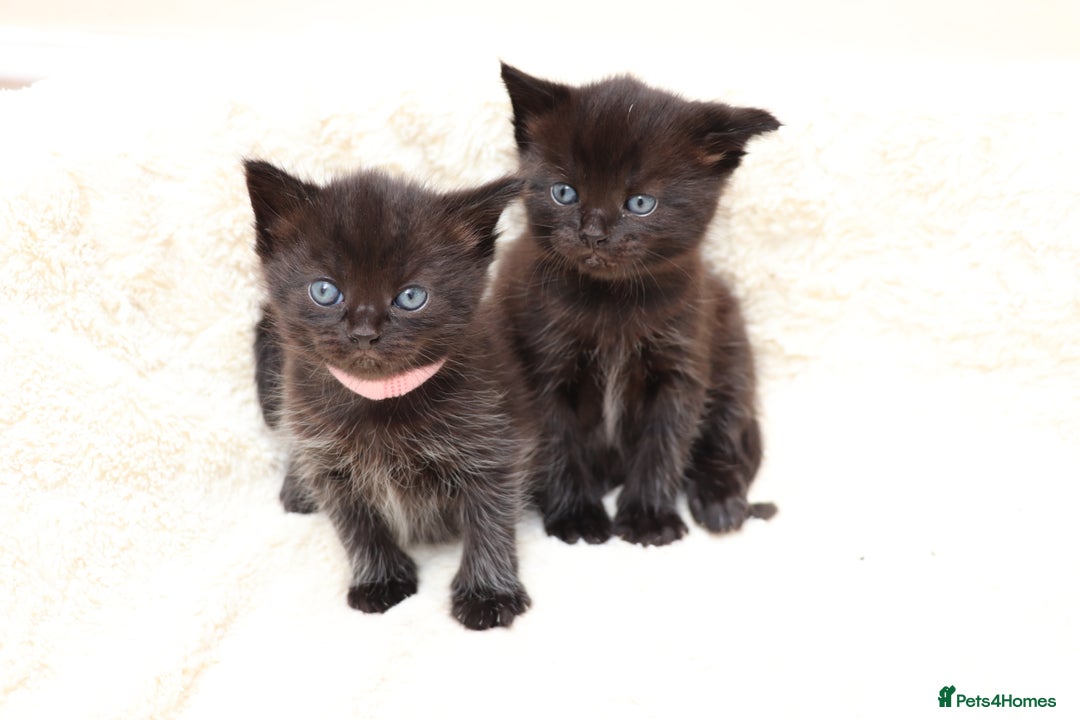Mixed Breed cats for sale: Beautiful Kittens - Image 15