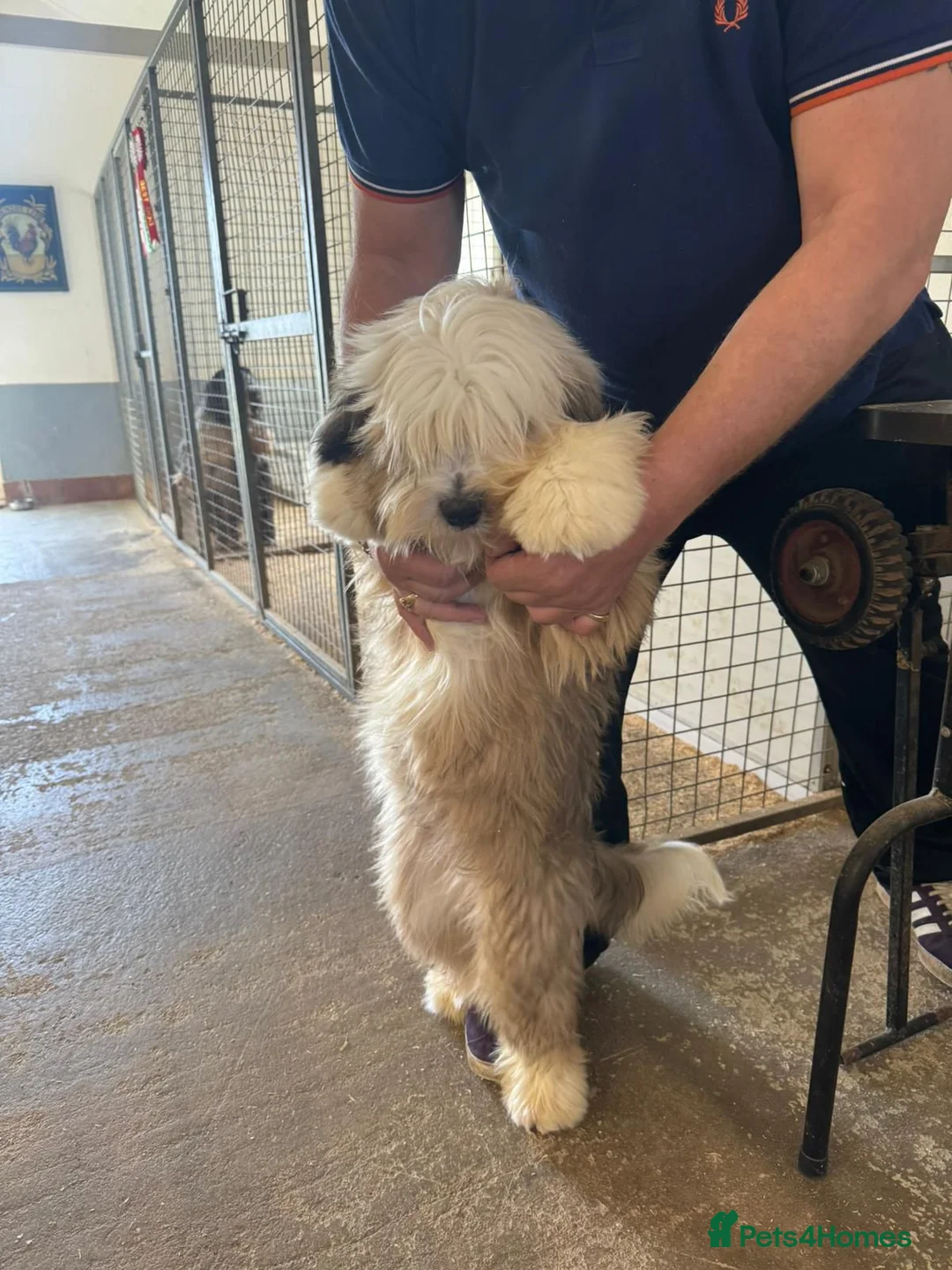 Tibetan Terrier dogs for sale: Araki Pup available to pet or show home in Newent - Advert 3