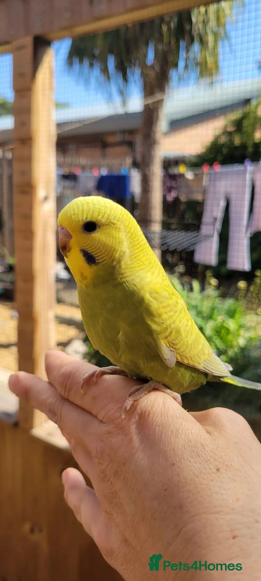 Budgerigars birds for sale: Baby Budgies for sale in York - Advert 3