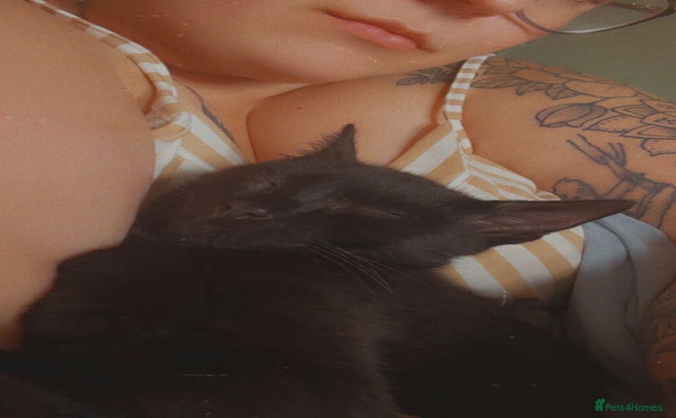 Domestic Shorthair cats - Advert 1