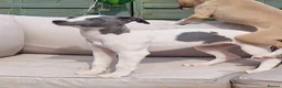 Whippet dogs for sale: 2 Beautiful Whippet Bitch puppies in Bristol - Advert 3