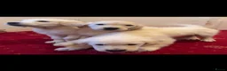 Golden Retriever dogs for sale: Golden Retriever puppies  - Advert 1