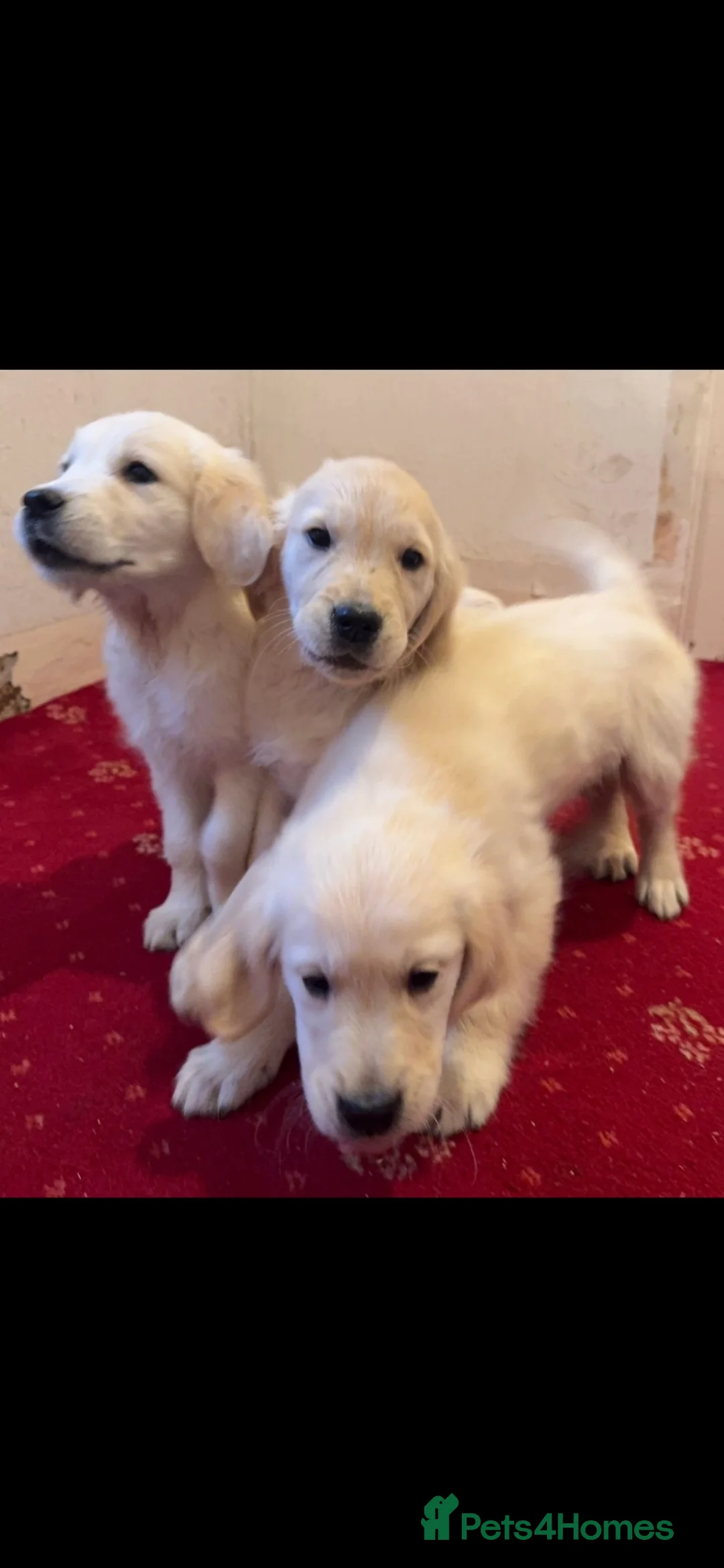 Golden Retriever dogs for sale: Golden Retriever puppies  - Advert 1