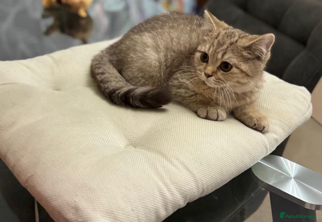 British Shorthair cats for sale: British shorthair  - Image 7