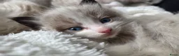 Ragdoll cats for sale: Pure Ragdoll Kittens 🌸 - Advert 10