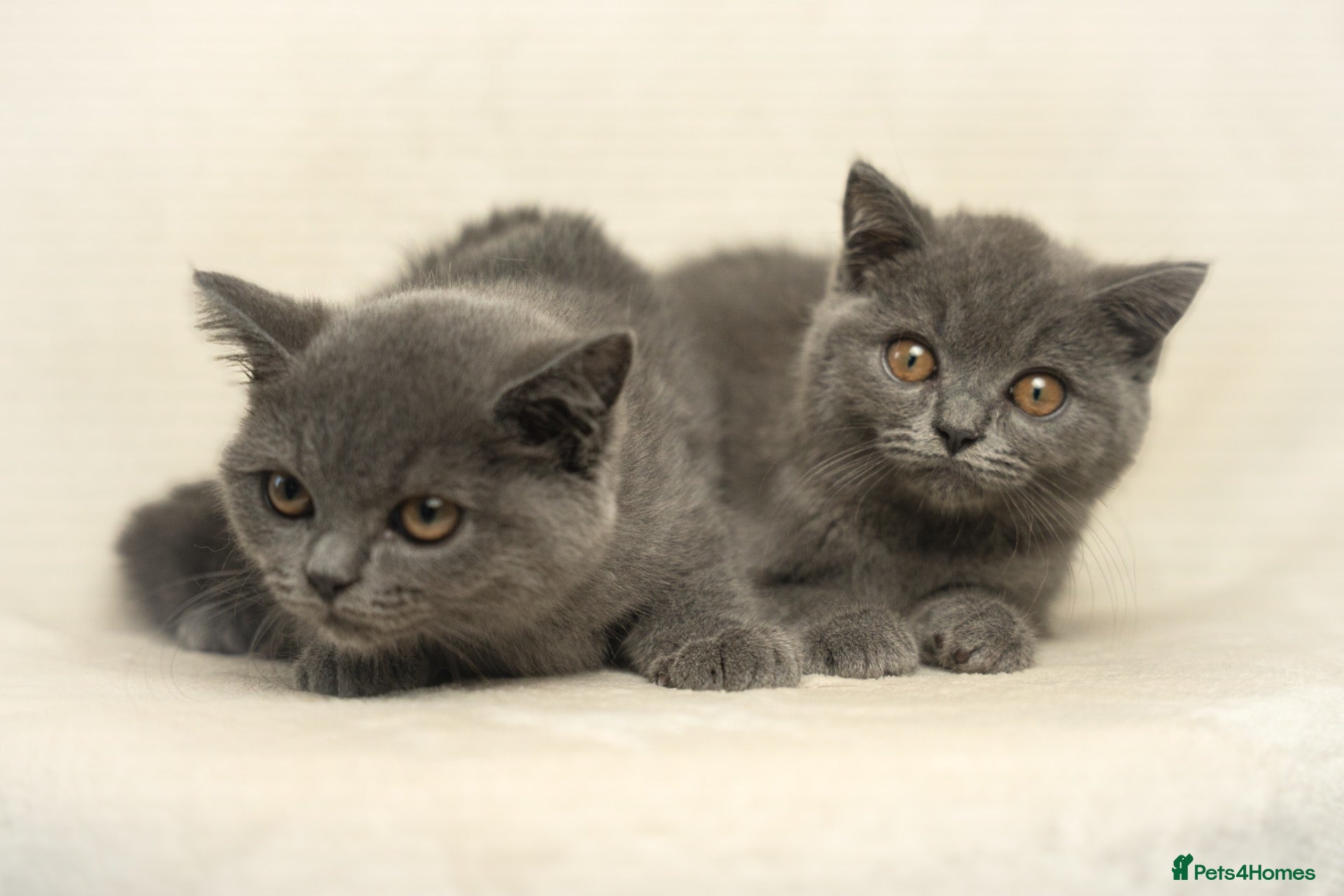 British Shorthair cats Blue British Shorthair 2 Kittens Left **MUST SEE** - Advert 1