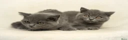 British Shorthair cats for sale: Blue British Shorthair 2 Kittens Left **MUST SEE** - Advert 1