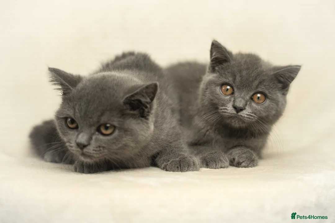 British Shorthair cats for sale: Blue British Shorthair 2 Kittens Left **MUST SEE** - Advert 1