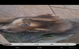 German Shepherd dogs for stud: Blue German shepherd PROVEN  - Image 19