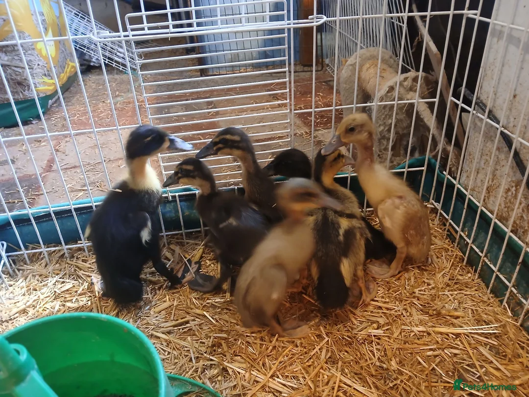 Ducks poultry for sale: Female indian runner ducklings - Advert 2