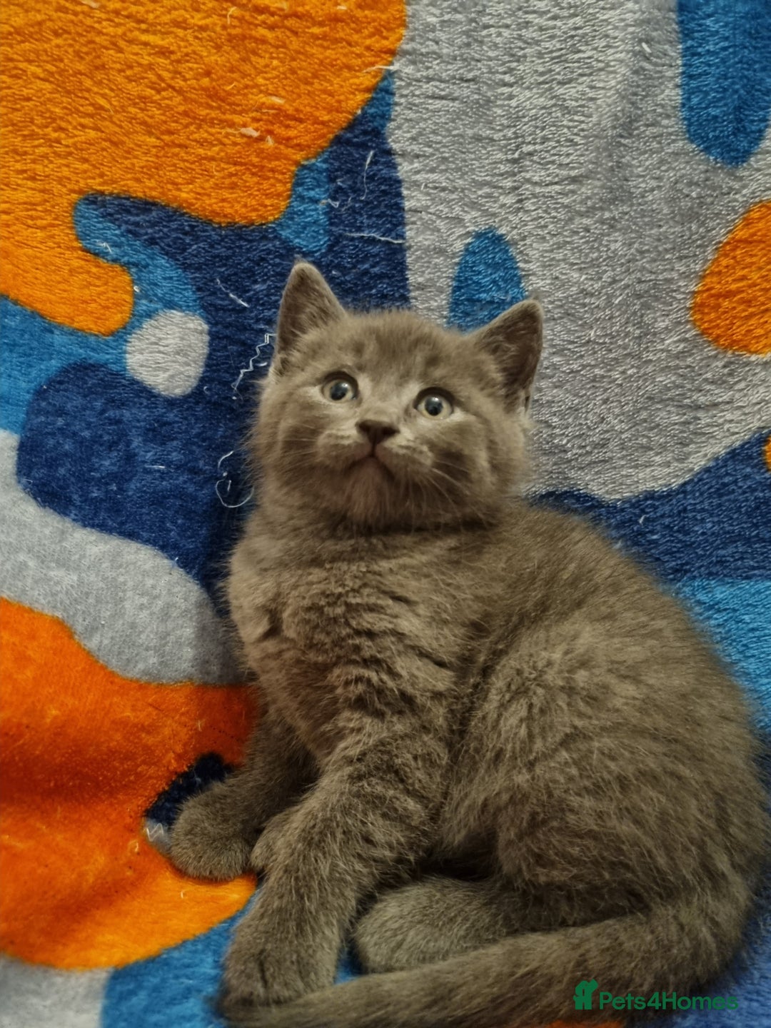 Scottish Fold cats for sale: Beautiful Scottishsh fold kittens  - Image 7