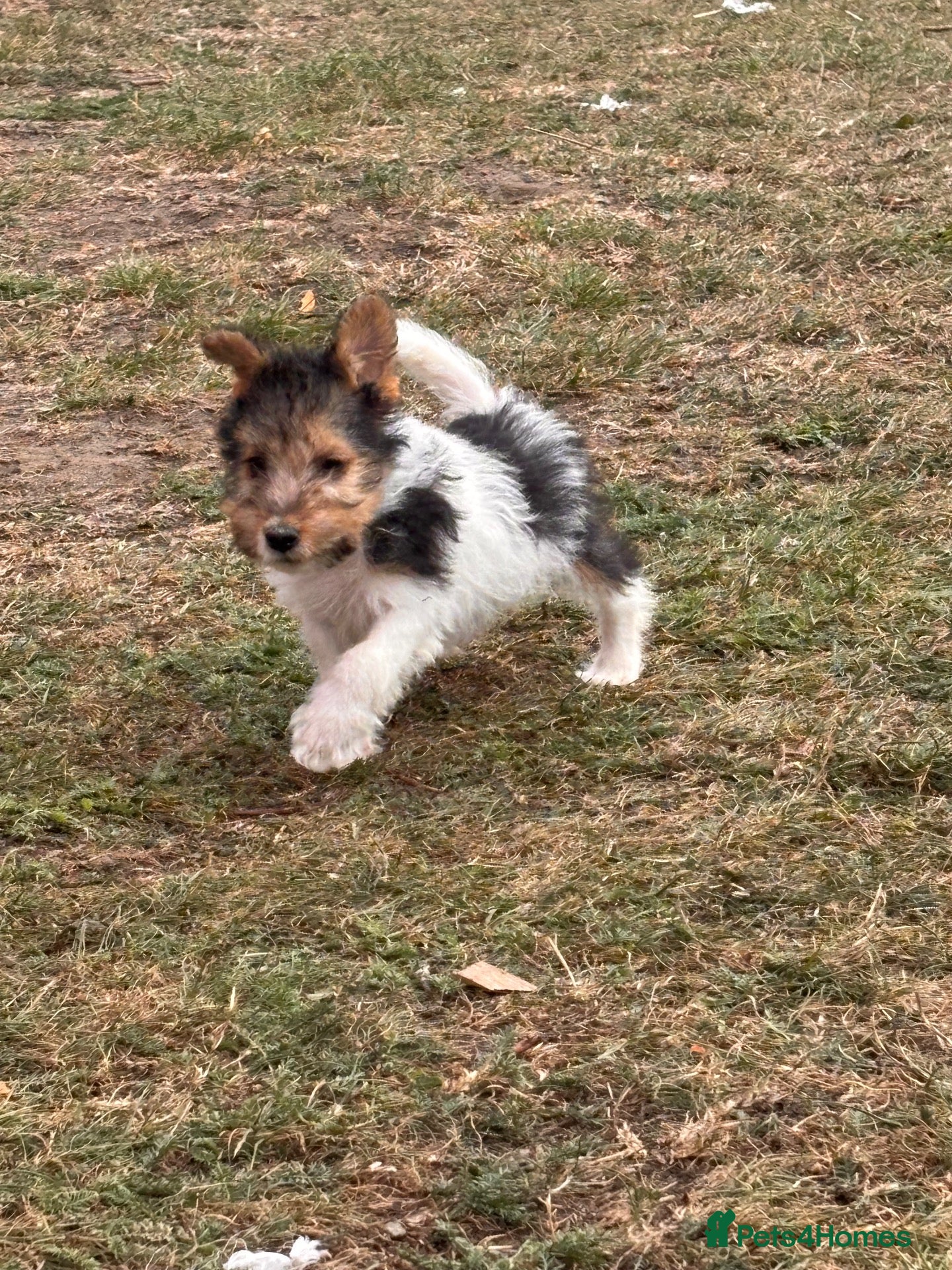 Fox Terrier dogs 5 X Beautiful Wire Fox Terrier Puppies - Advert 4