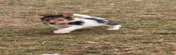 Fox Terrier dogs for sale: 5 X Beautiful Wire Fox Terrier Puppies - Advert 13