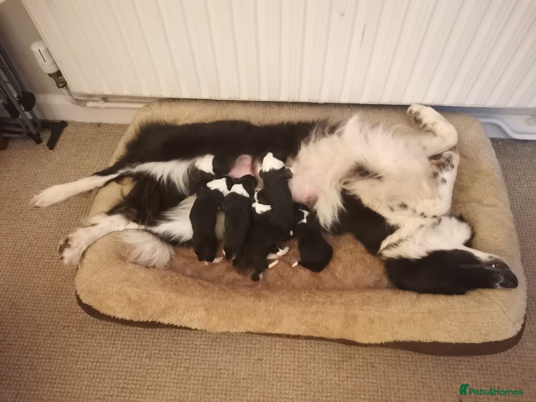 Border Collie dogs for sale: Beautiful litter of border collie puppies - Image 1