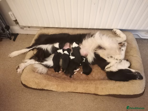 Border Collie dogs - Advert 3