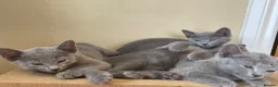 Russian Blue cats for sale: 5 Beautiful Russian Blue Kittens - Advert 8