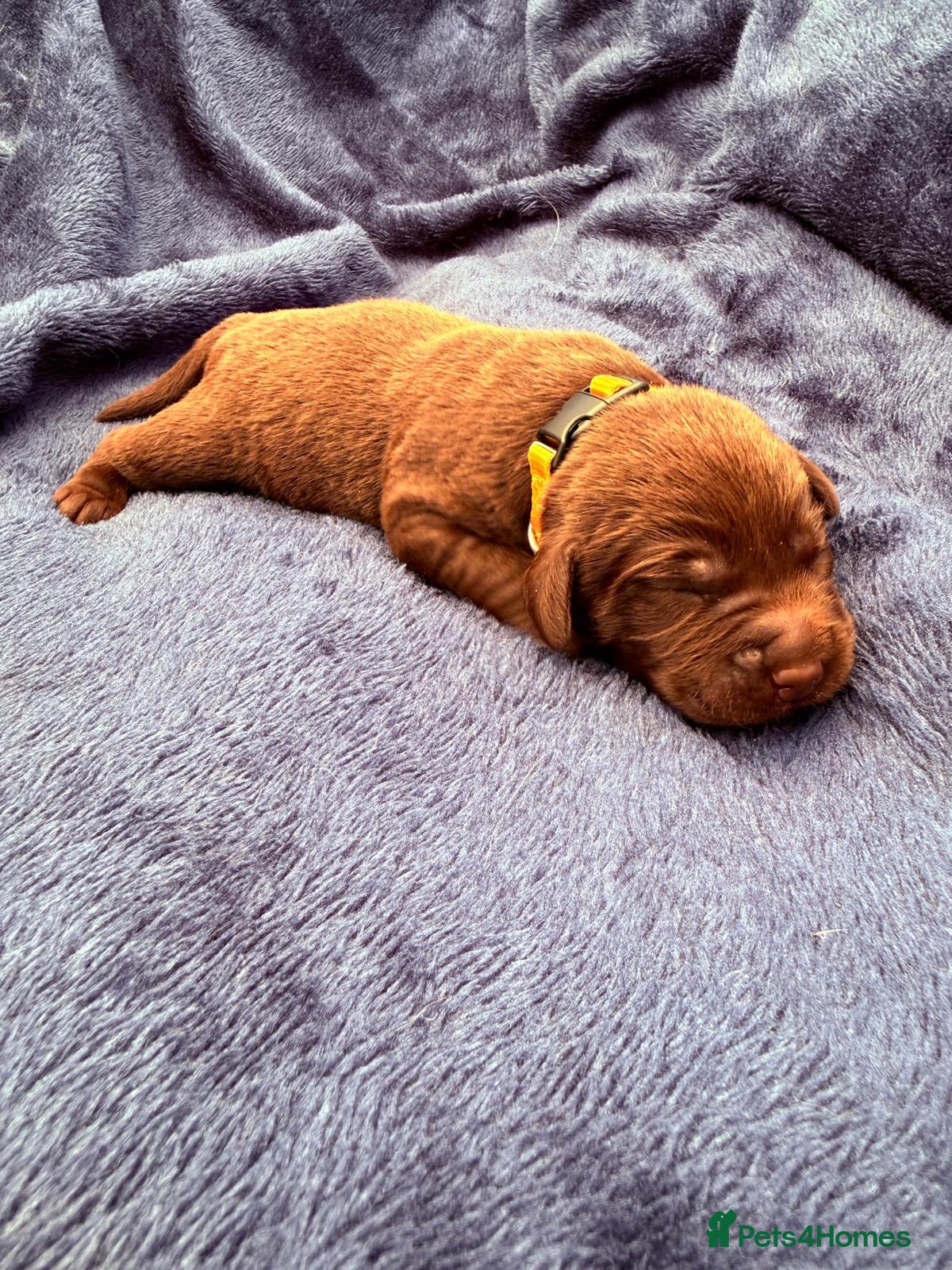 Yellow Collar