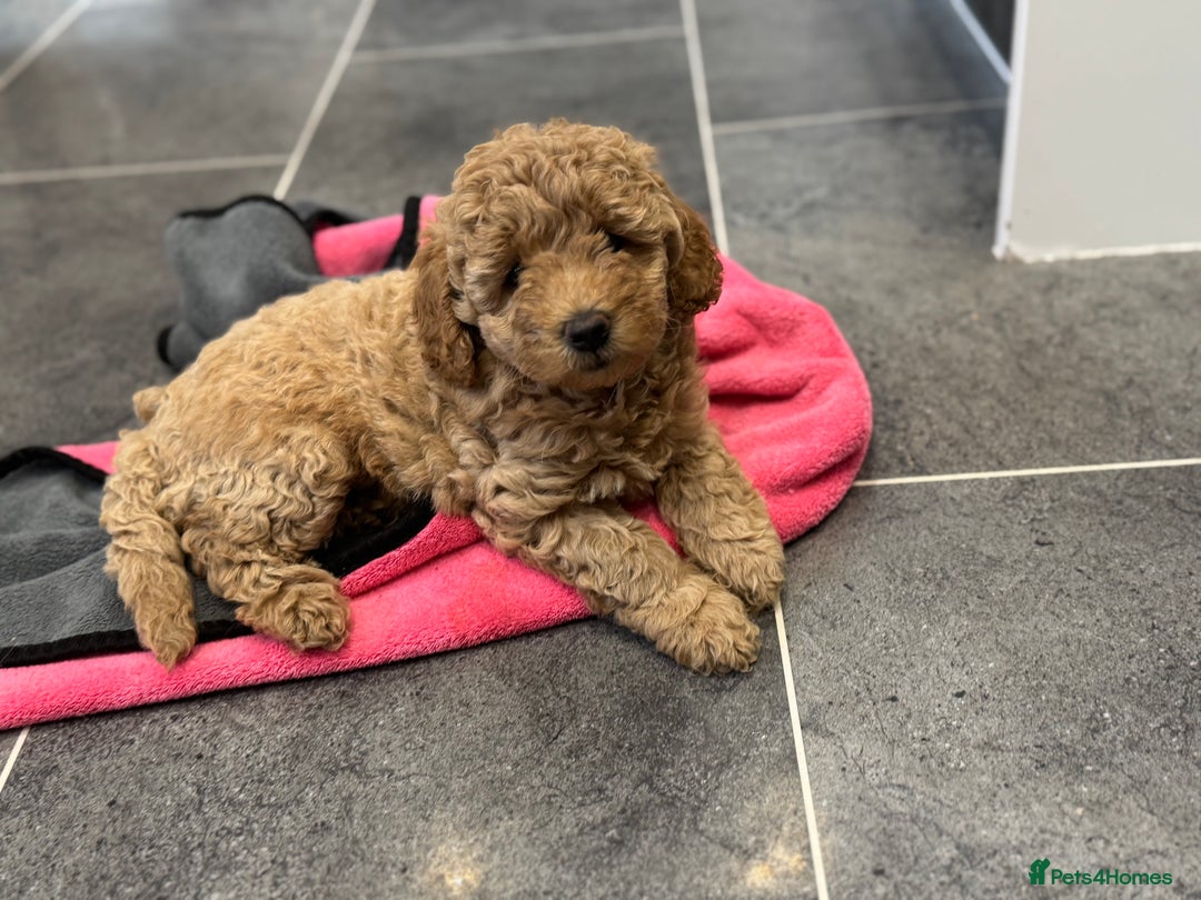 Miniature Poodle dogs for sale: Stunning Miniture Poodles - Image 5
