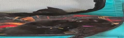 Mixed Breed cats for sale: All black kittens  in Preston - Advert 9