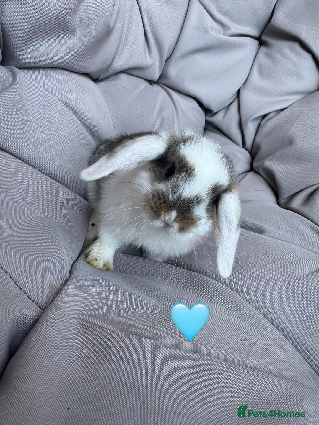 Mini Lop rabbits for sale: Mini Lop Babies  - Advert 2