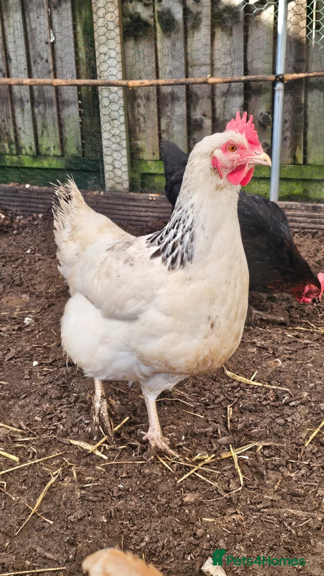 Chickens poultry for sale: Hatching eggs mixed hybrids  - Advert 3