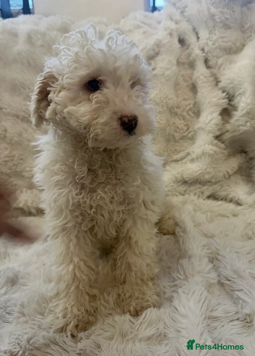 Cockapoo dogs for sale: Stunning cockapoos ready now  - Advert 10