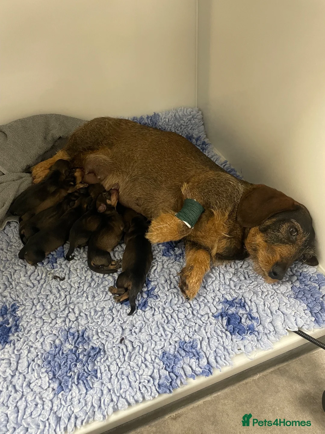 Dachshund dogs for sale: Standard Wire Haired Dachshunds  in Malvern - Advert 2