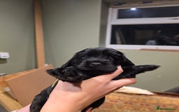 Cockalier dogs for sale: Gorgeous chunky Cockalier pupuchinos - Image 3