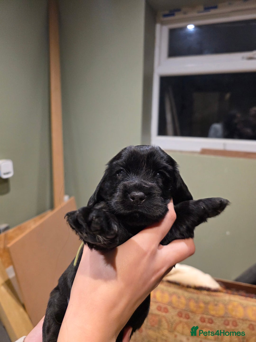 Cockalier dogs for sale: Gorgeous chunky Cockalier pupuchinos - Image 3