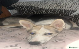 Mixed Breed dogs for sale: german shepherd pup for sale  - Image 1