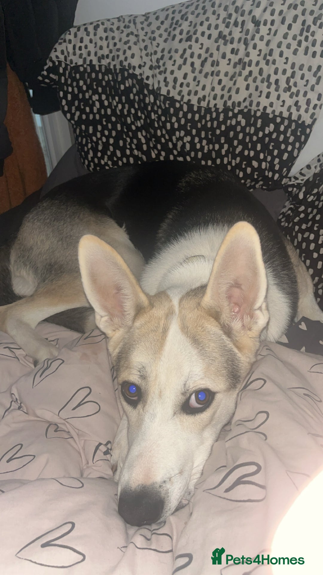 Mixed Breed dogs for sale: german shepherd pup for sale  - Image 1