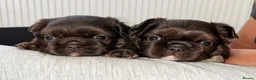 French Bulldog dogs for sale: Fluffy Newshade Choc/ Tan French Bulldog Puppies - Advert 6