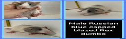 Rat rodents for sale: Adorable Baby Rats for Sale xx - Advert 23