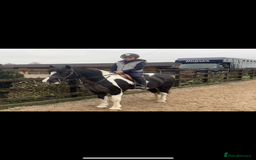 Other Breed horses for sale: Cob /Welsh pony  - Image 2