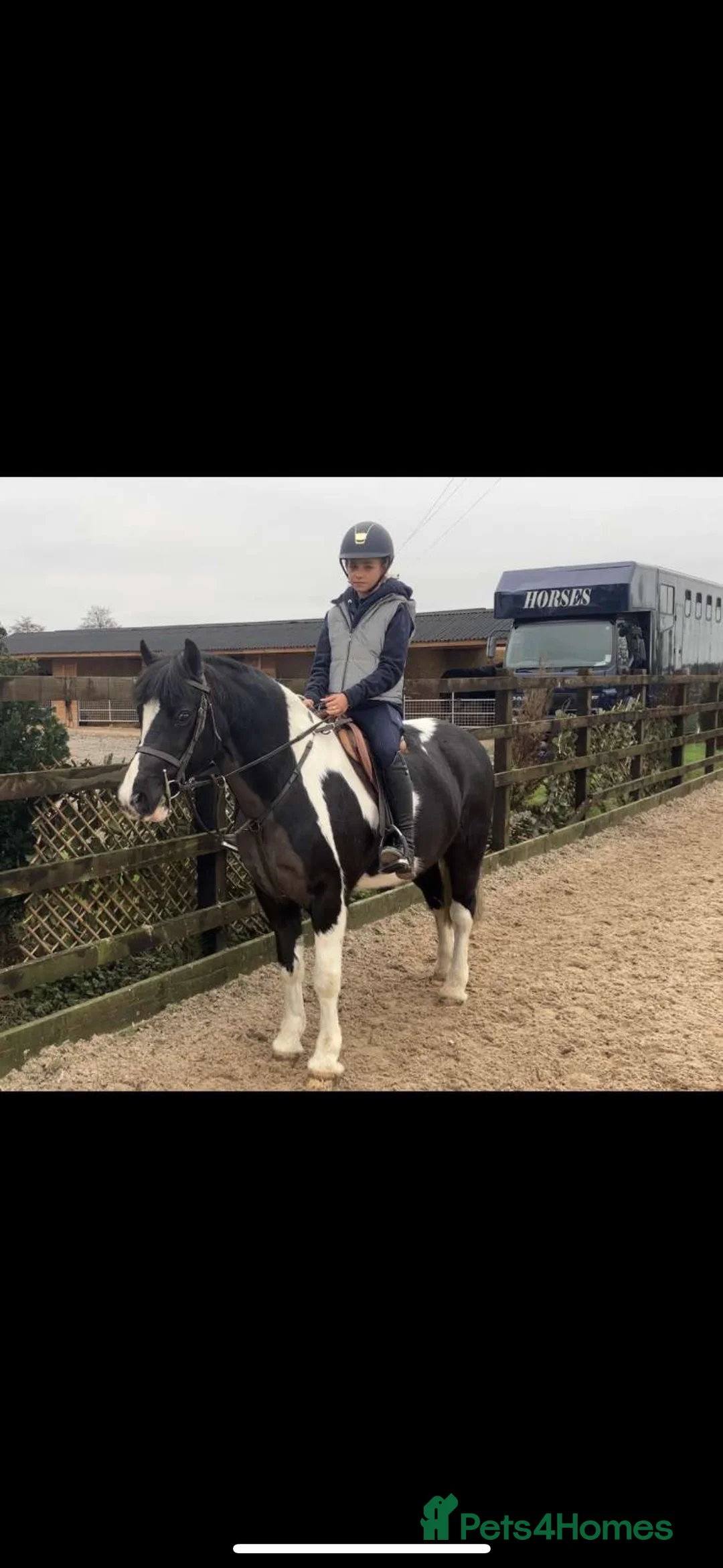 Other Breed horses for sale: Cob /Welsh pony  - Advert 2