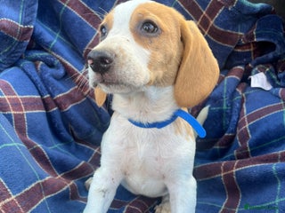 Beagle dogs - Advert 3