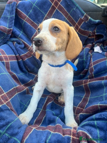 Beagle dogs - Advert 1